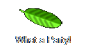 What a Party!