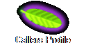 Callers Profile